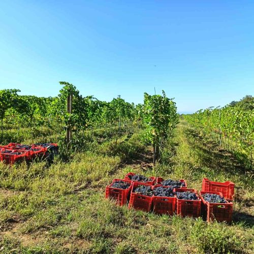 IMG-75a1f621af395a2337d48b9389e234af-V