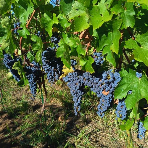 IMG-b958ebe5b82a10b7e9d044198f97393c-V